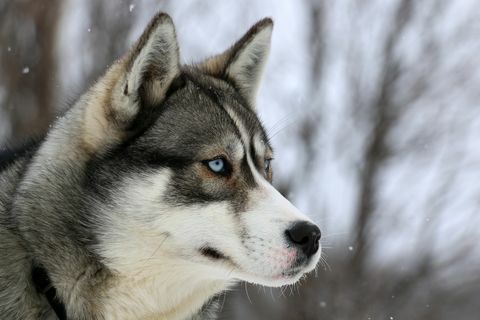 Husky katselee pois, Quebec, Kanada