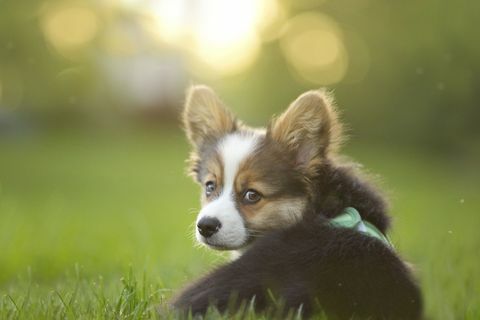 Corgi-koiranpentu istuu nurmikolla katsomalla kameraa