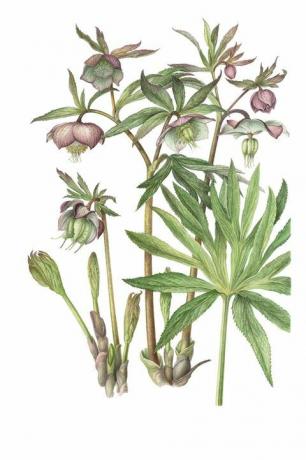 23 Helleborus purpurascens - Barlow - Transylvania Florelegium