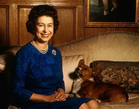 Meghan Marklen koira ratsastaa kuningatar Elizabethin kanssa Windsoriin