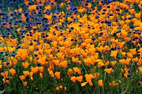 Super kukkivat unikot Kaliforniassa