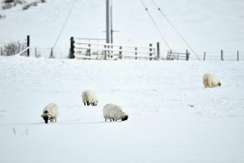 lammas lumi skotlanti
