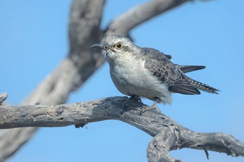 Pallid käki (Cacomantis pallidus) kyydissä oksaa