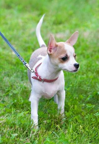 sileäpäällysteinen valkoinen punaisella chihuahua -pennulla