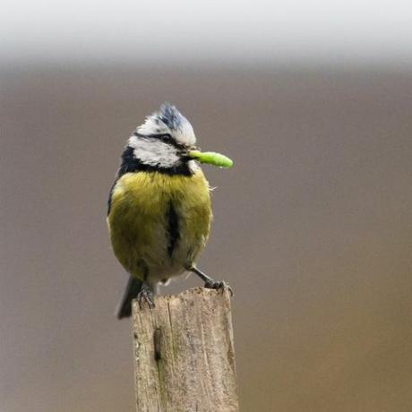 lontoo, Yhdistynyt kuningaskunta 10. toukokuuta 2020 euraasian sinitiainen cyanistes caeruleus pitää toukkaa nokassaan, kun se toimii kellon ympäri toimittaa hyönteisiä poikasilleen pesälaatikossa asuinpuutarhassa Lounais-Lontoossa 10. toukokuuta 2020 Lontoossa, Englannissa valokuva Wiktor szymanowicz barcroft studios tuleva julkaisu valokuvan luotto tulee lukea wiktor szymanowiczbarcroft median kautta gettyn kuvia