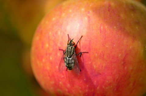 Fly istuu punaisella omenalla