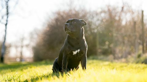 staffordshiren bullterrierit