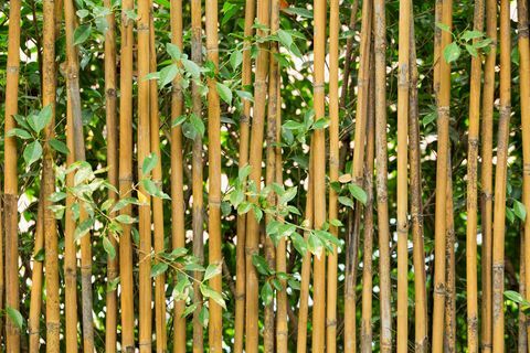 Bambu puutarha-aita
