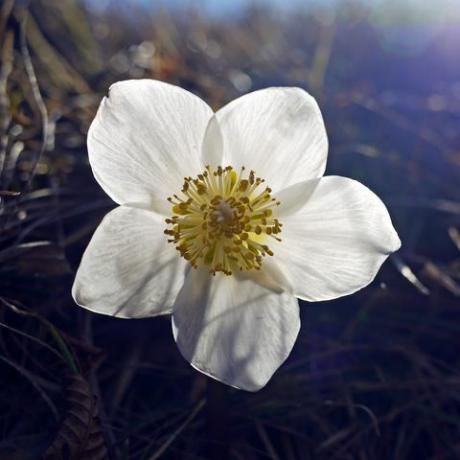 lähikuva christmas rose yksi valkoinen kukka