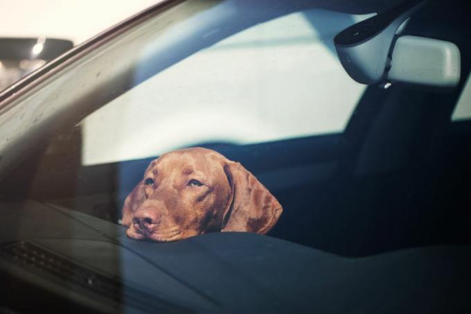 surullinen koira jätetty yksin lukittuun autoon