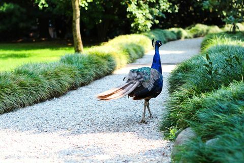 Peacock kävelyllä polkua puistossa