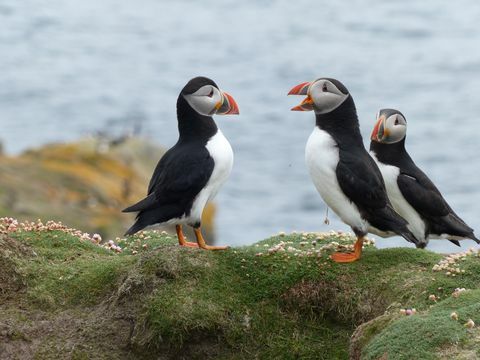 Kuva Puffins Orkney