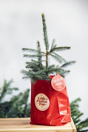 cotswold fir joulukuuset valokuvannut alun callender maalaistaloa varten