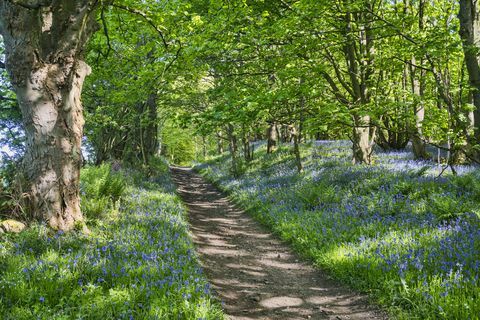 Bluebell-polku, suitsetie, oikealla tiellä, muinainen, Muiravonside, Falkirk, Skotlanti