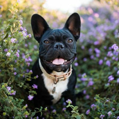 ranskanbulldoggi seisoo kukkien keskellä ulkona ja katsoo iloisena kameraan