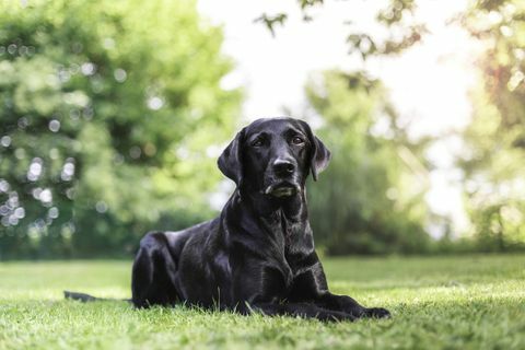 labrador ulkona