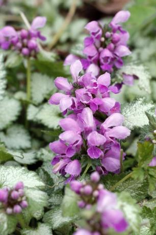 lamium puutarhassa