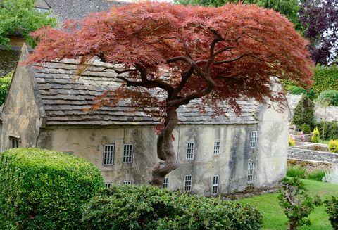 Bourton Model Village - puu - Cotswolds