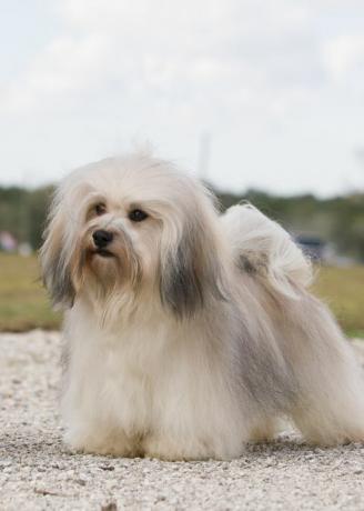 havanese koira