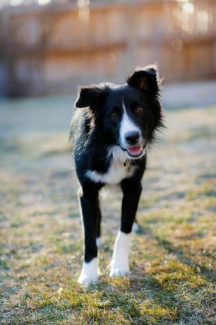 bordercollie