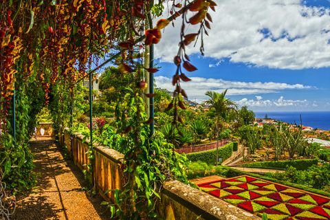 madeira lomat joe swift