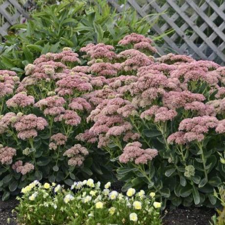 Syksyn iloa Sedum