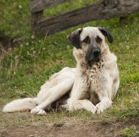 turkkilainen vahtikoira " kangal"