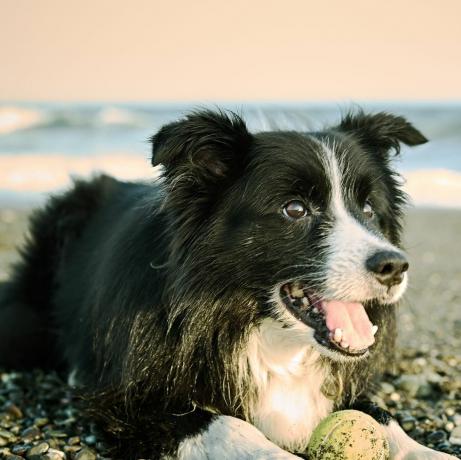 bordercollie koira