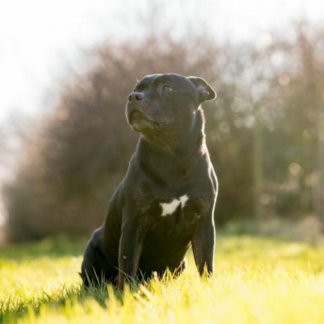 staffordshiren bullterrieri