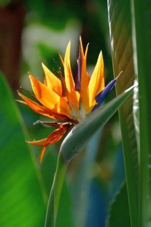 strelitzia reginae -nimisen nimiä ovat nosturin kukka ja paratiisilintu, se sai sellaiset nimet eksoottisista kukistaan, jotka näyttävät nosturin päältä