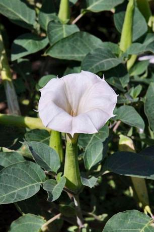 Kukka, villi bataatti, Datura, Datura inoxia, Kasvi, Kukkiva kasvi, Morning glory -perhe, Solanales, Aamukirkko, Lehti, 