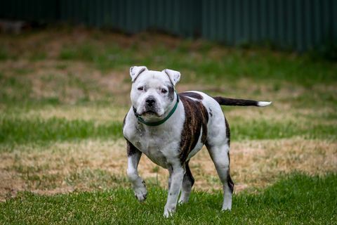 Shaffordshiren bullterrieri - parhaat koirat kotona työskentelemiseen