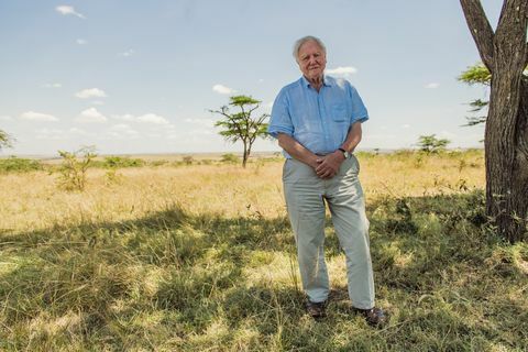 david attenborough, elämä planeetallamme alkaa elokuvateattereissa