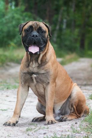 bullmastiff - parhaat vartijakoirat