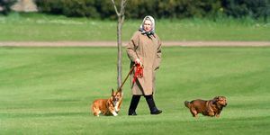 windsor, Yhdistynyt kuningaskunta 2. huhtikuuta kuningatar Elizabeth ii ulkoiluttaa koiriaan Windsorin linnassa, 2. huhtikuuta 1994 Windsorissa, Yhdistynyt kuningaskunta valokuva julian parkeruk press Getty Imagesin kautta