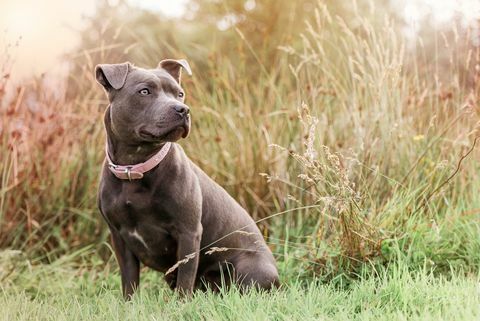 lähikuva staffordshiren bullterrieristä istumassa kentällä