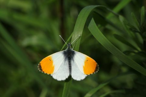 äskettäin syntynyt miespuolinen oranssi kärki perhonen anthocharis-kardamiinit kyydissä ruohonterään