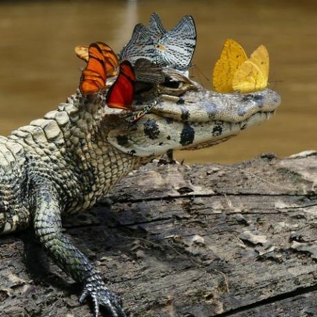 Tämä pieni alligaattori käyttää IRL: n Snapchat-suodatinta