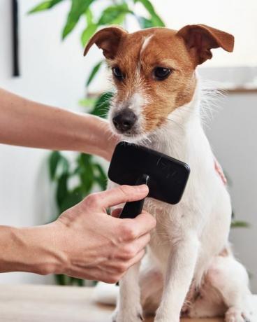 omistaja kampaamassa hänen jackrussellinterrieriään