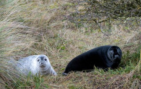 harvinainen mustahylje pyydetty norfolkissa