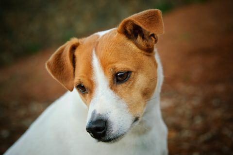 jackrussellinterrieri