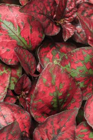 Hippo Red Polka Dot Plant