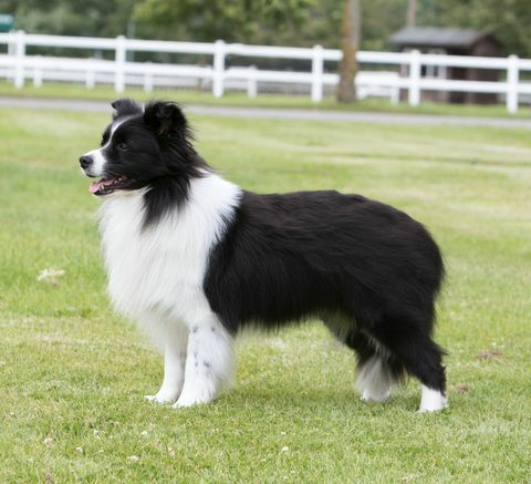 bordercollie